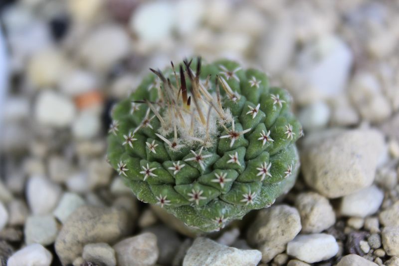 Cactus and Succulent Field Number Query